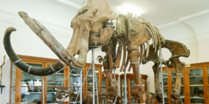 палеонтологічний музей